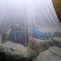 Mosquito Net by Andy Crump, Tdr, Who/science Photo Library