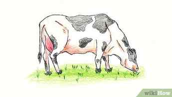 How to Draw a Cow Collage