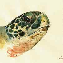 Marine turtle by Juan Bosco