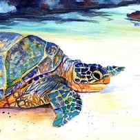 Turtle at Poipu Beach 2 by Marionette Taboniar