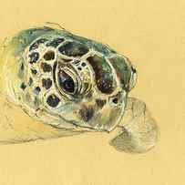 Sea turtle watercolor by Juan Bosco