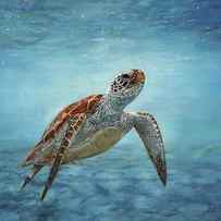 Sea Turtle by David Stribbling