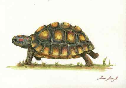 Wall Art - Painting - Red Footed TOrtoise by Juan Bosco