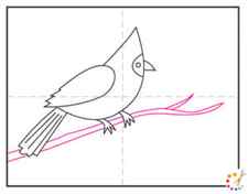 How to draw a cardinal