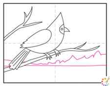 How to draw a cardinal