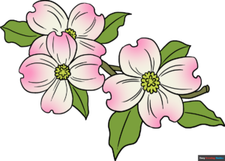 How to draw dogwood flowers Featured image