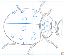 How to draw lady bug