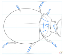 How to draw lady bug