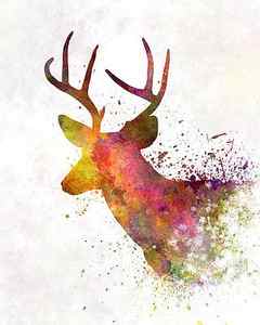 Wall Art - Painting - Male Deer 02 in watercolor by Pablo Romero