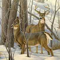 Ready - Whitetail Deer by Paul Krapf