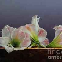 AMARYLLIS ON A BOX by Lawrence Preston