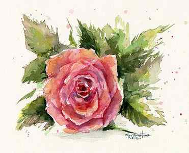 Wall Art - Painting - Watercolor Rose by Olga Shvartsur