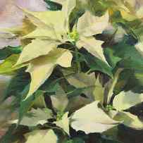 Snowcap Poinsettia by Anna Rose Bain