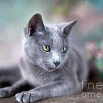 Russian Blue by Nailia Schwarz