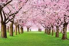 GREAT ART Large Photo Wallpaper – Cherry Blossom Tree – Picture Decorative Spring Landscape Avenue Cherry Blossoms Sakura . 