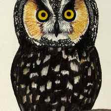 Canadian Long Eared Owl by Nicole I Hamilton