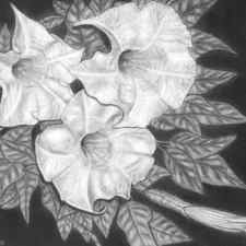 Trio of Heavenly Blossoms by Nicole I Hamilton
