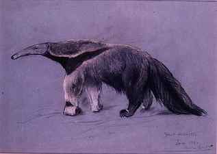 Great Anteater