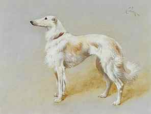 A Borzoi dog (oil on canvas)