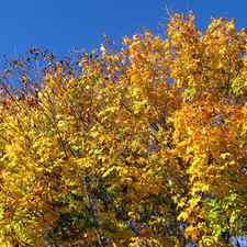 Fall Maple and Blue Sky by Ellen Miffitt