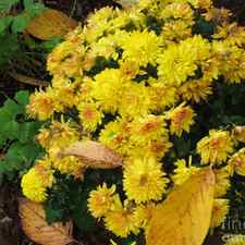 Yellow Mums in the Fall Garden by Ellen Miffitt