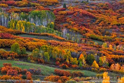 Colorado,fall,autumnal,aspen tree photos, aspen trees,scrub oak,scrub oak photos,red,green,orange,gold,Uncompahgre National Forest,Polychromatic,colorful,color,colors