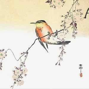 Wall Art - Painting - Songbird and Blossoming Cherry by Ohara Koson