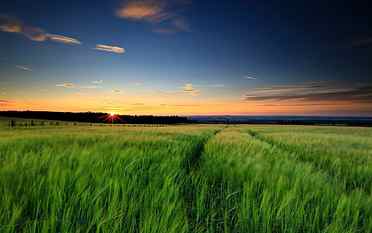 Nature landscape, green grass, wheat fields, sunset, evening, sky HD wallpaper