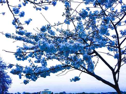 Genuine cherry blossom tree drawing - Colinwynnart