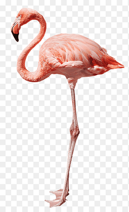 Flamingo graphy, Cartoon elements, birds and insects, birds and insects element, watercolor Painting, cartoon Character png thumbnail