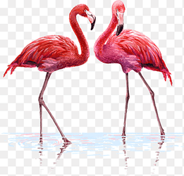 one pair of flamingos, cartoon, illustration png thumbnail