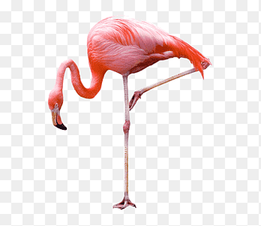 Greater flamingo Bird graphy, Flamingos, animals, vertebrate png thumbnail