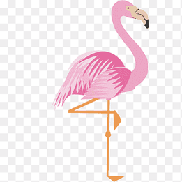 pink flamingo, Greater flamingo Drawing Cartoon, Pink cartoon flamingo 17 material, cartoon Character, vertebrate png thumbnail