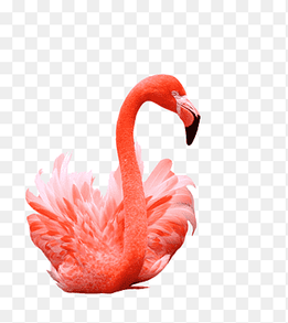 Flamingos Bird, Flamingo s, animals, vertebrate png thumbnail