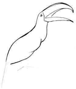 Toucan body and head draing