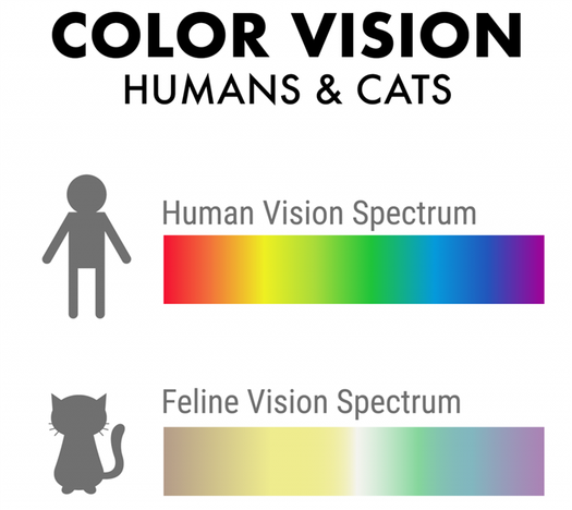 Illustration of color vision in humans and cats