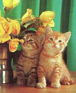 Wall Art - Drawing - Two Kittens and Flowers by CSA Images