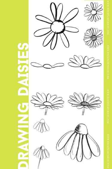 drawing daisies for beginners