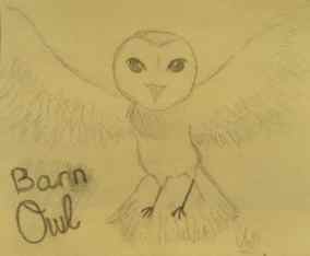 Barn Owl drawing by Bella