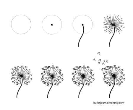 Dandelion step by step drawing