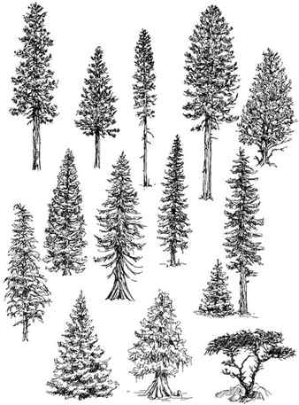 Premium Vector Handdrawn sketch of trees landscaping three deciduous garden woody plants front view and top view