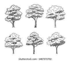 Trees For A Landscape Design Different Hand Drawn Trees Isolated On White Background Sketch Architectural Drawing Style Trees Set Top And Front View Royalty Free SVG Cliparts Vectors And Stock Illustration Image