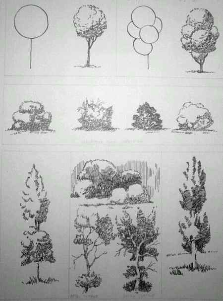 How to draw trees Conifers by landscape drawing artist Claudia Nice