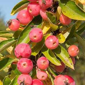 Crab Apple 