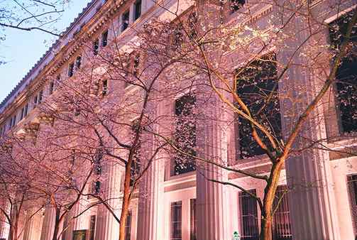 SAKURA FES NIHONBASHI