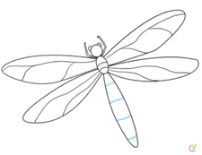 How to draw dragonfly