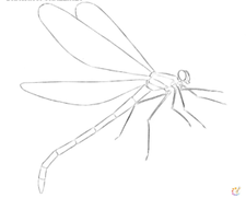 How to draw dragonfly