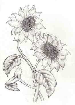 Sunflower Drawing, Pencil, Sketch, Colorful, Realistic Art HD phone wallpaper