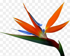 orange, green, and blue birds of paradise flower, Strelitzia reginae Bird-of-paradise Drawing Flower, bird flower, animals, leaf, plant Stem png thumbnail