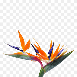 orange birds-of-paradise flower illustration, Strelitzia reginae Bird-of-paradise Flower Seed, Unique shape bouquet, leaf, orange, computer Wallpaper png thumbnail